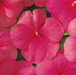 Afbeelding Impatiens walleriana Rose